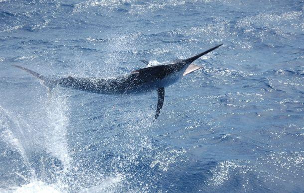 Marlin show up for Interclub